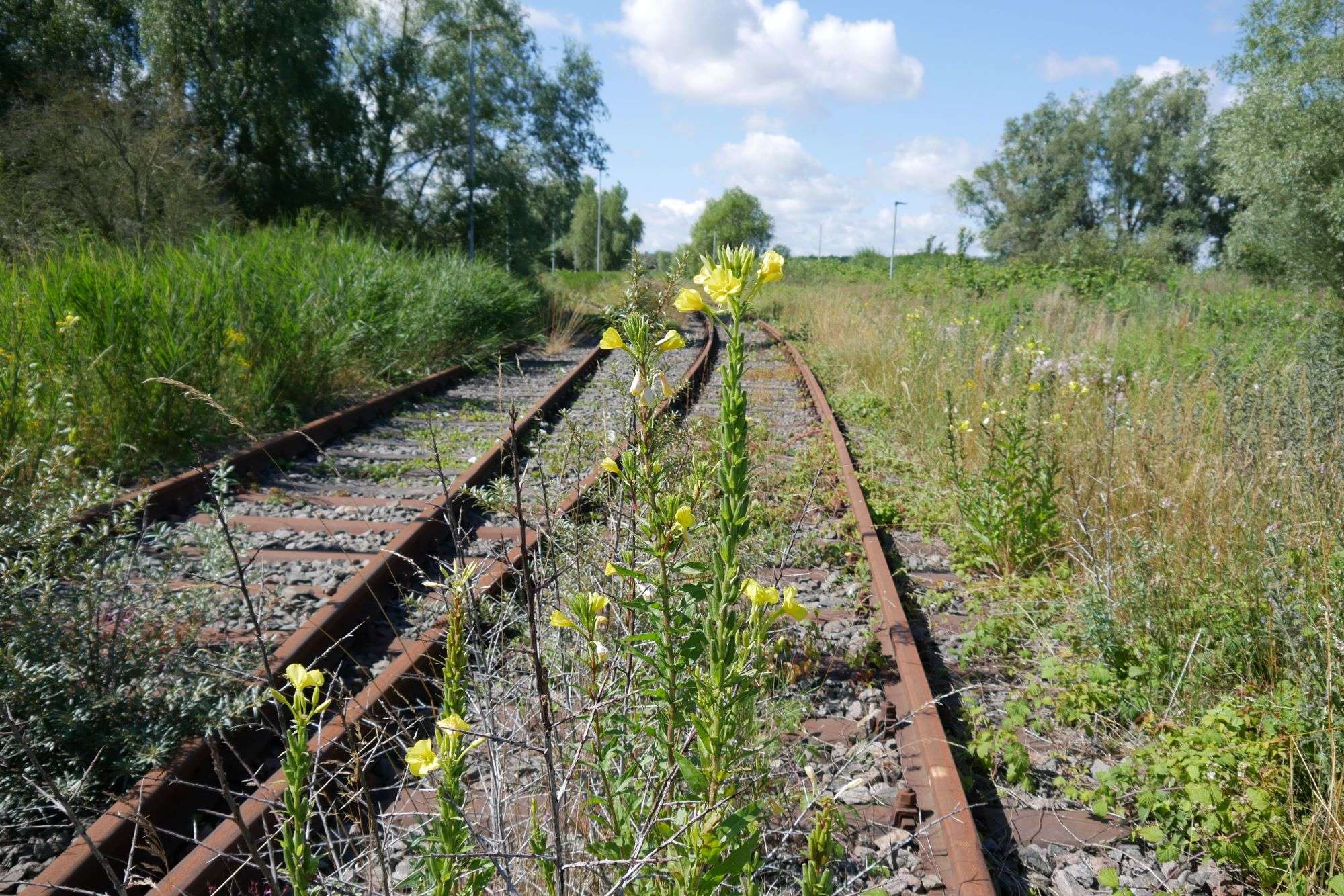 Benutzerdefinierter Link